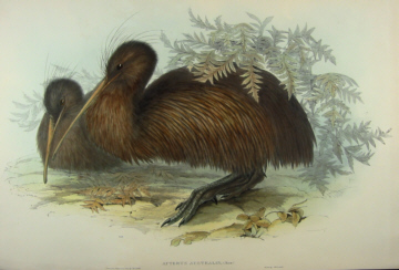 John Gould, Birds of Australia